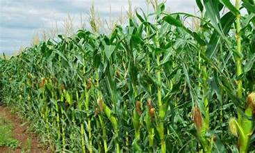 Maize farm in Nigeria